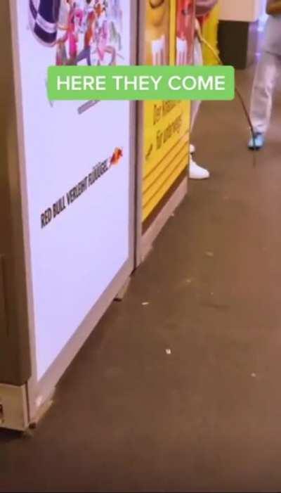 Our subway-dwelling, multi-legged arachnids need us