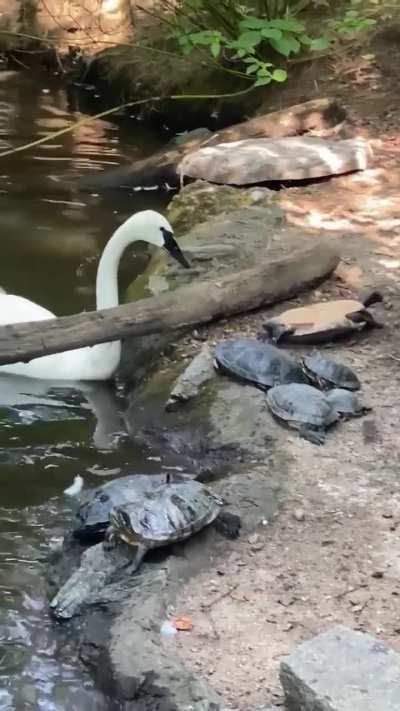 Swan knocking turtles off a branch
