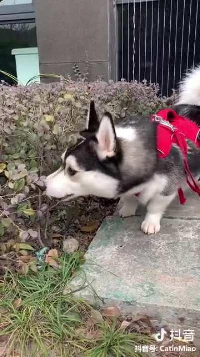 Corgi + Husky = Corky !!!