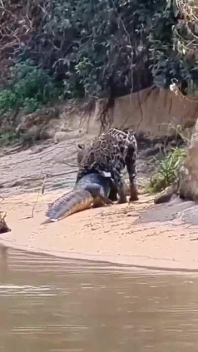 Well then... this big cat takes a croc for a feast