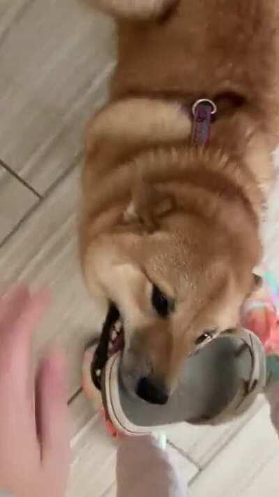 Every time I come home he brings me the nearest shoe