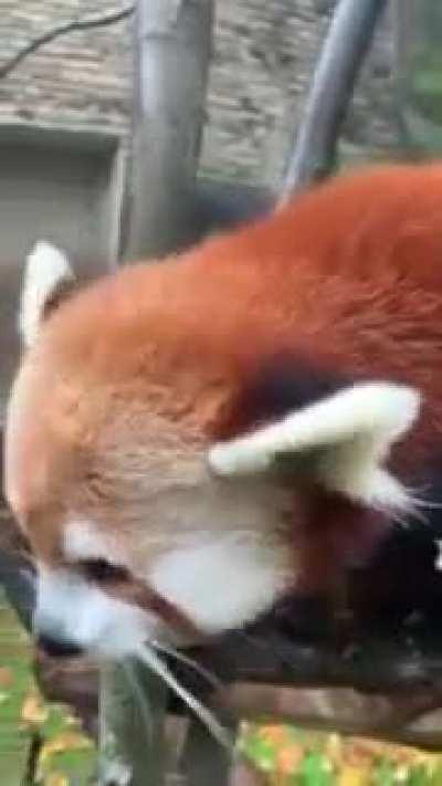 Fluffy Red Panda Eating Grape Berries