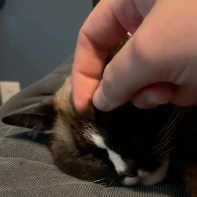 Scritches and a snoot boop