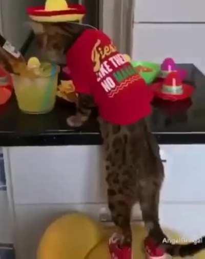 Cat.