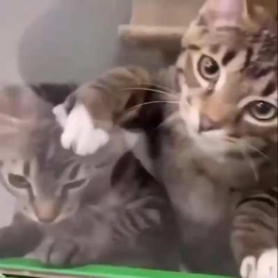 Woman visited the pet store to pick out a new cat. Look what just happened