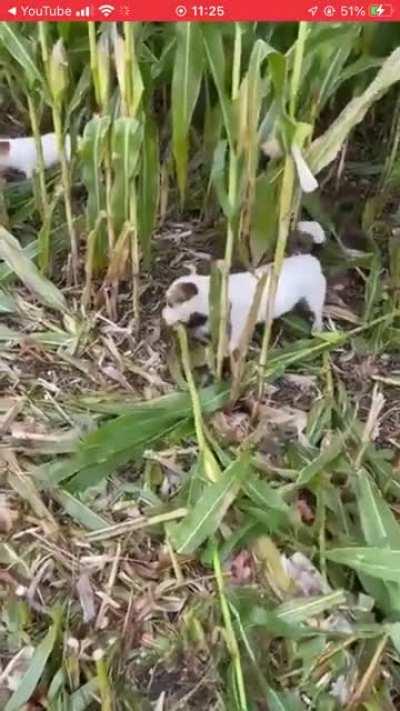 Caption please (an act or dog? Dog harvesting?)