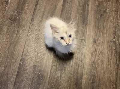 Brioche again - here to let me know every day that her full bowl of dry food just isn&rsquo;t cutting it.