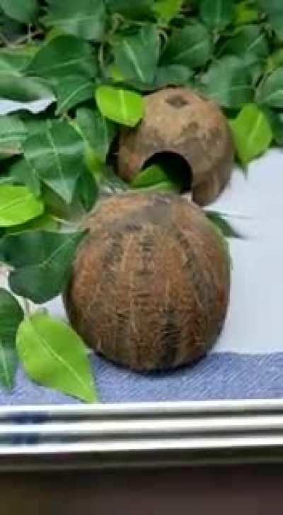 How much snake can you fit in a coconut?