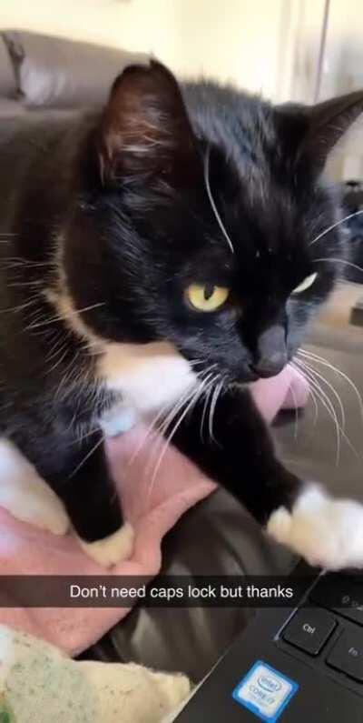 My cat trying to help me work from home.