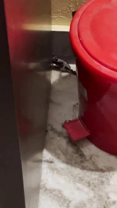 Bruh wtf is this in my room, its 4am, cant sleep no more i guess :( 