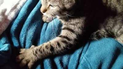 Persia's biscuits ASMR