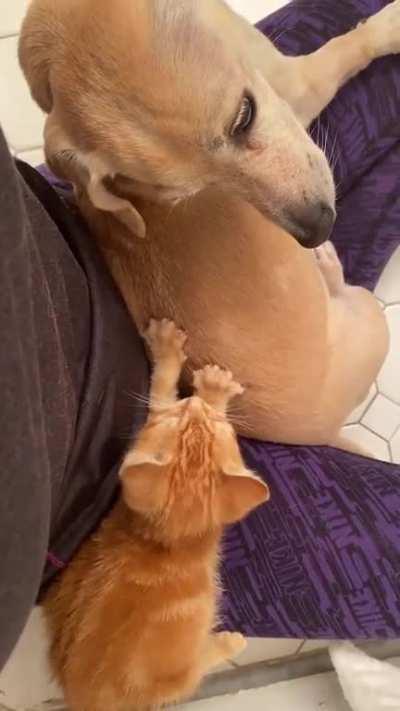 Foster mom with her new babies 