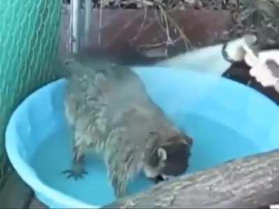 Trash Panda pool party!