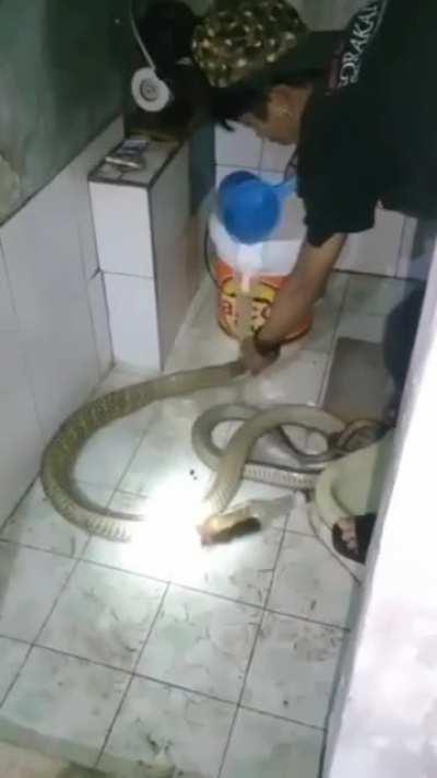 Washing a cobra