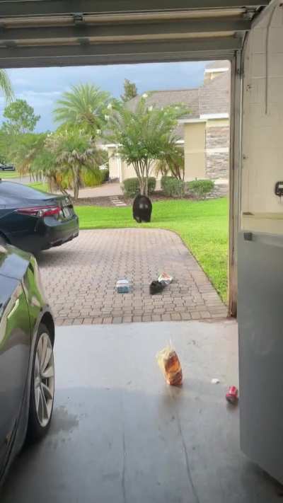 A bear going through my garage fridge ….(Central Florida)