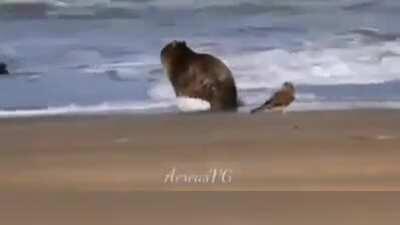 The end of Carpincho. You can (not) swim.