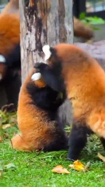 It's just ChenChen & JinJin being super playful...