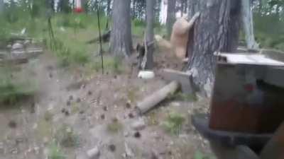 Bear trespasses on a cat's territory