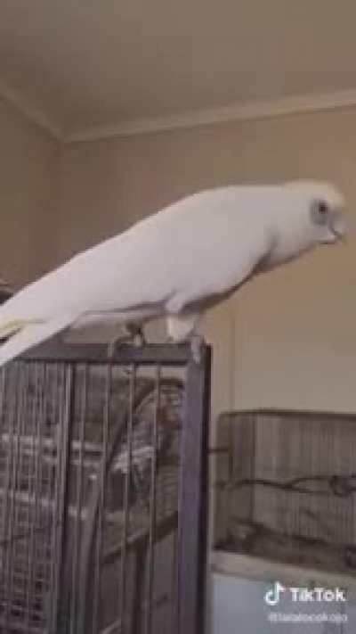 Headbanging to some metal