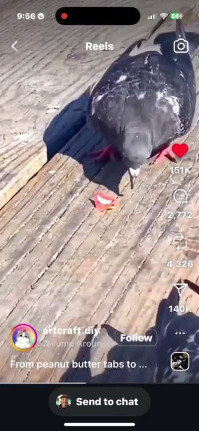 Tired of being a bird?