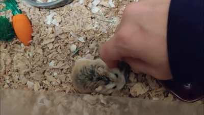 Hiya, my name is Phil Collins and I am very feisty, but deep down I'm a huge sook.