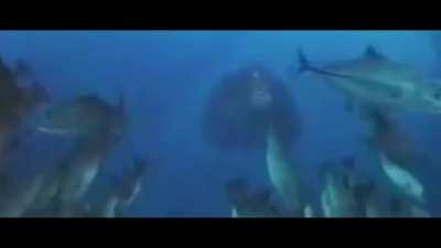 The island has grown wild.