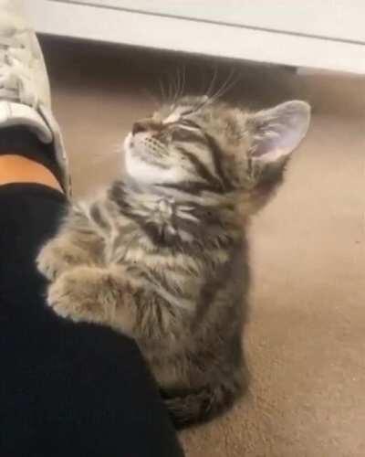 Sleepy kitty is just too tired!