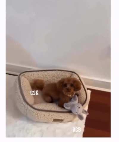 Leaked Highlights of CSK VS RCB