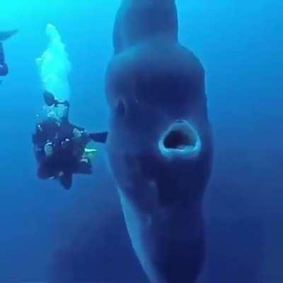 Divers encounter the Sunfish, which can weigh over 4k pounds