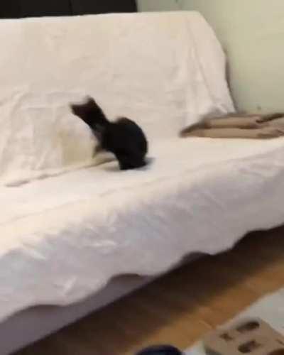 It's not so easy to get rid of this sable.