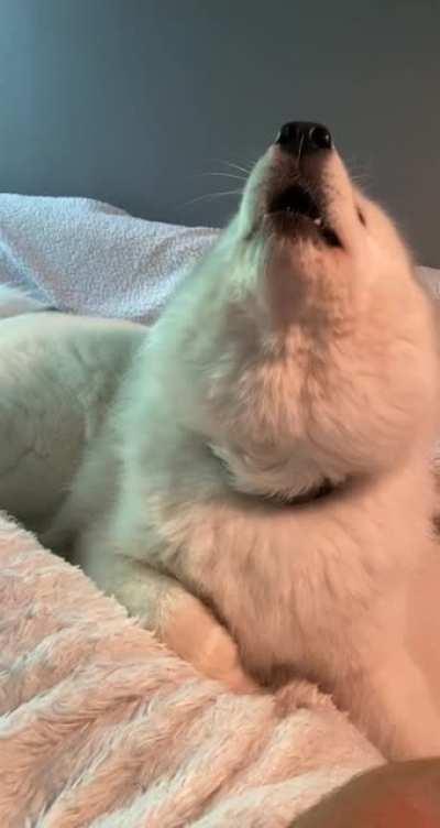 She said “oawgh oawgh oawgh”