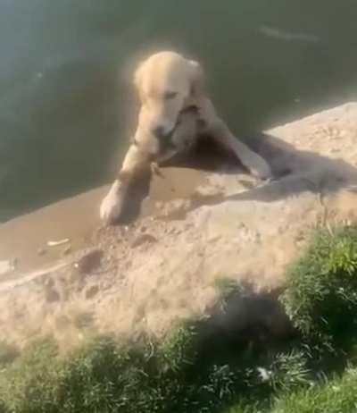 She's not sharpest tool in the shed, but she's a good girl.