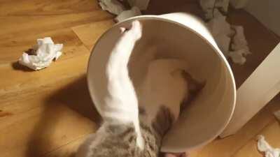 He always tips my bin out and does this.