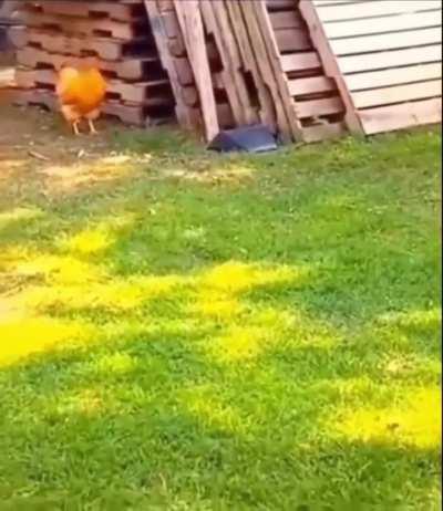 I have never seen a dog do this 