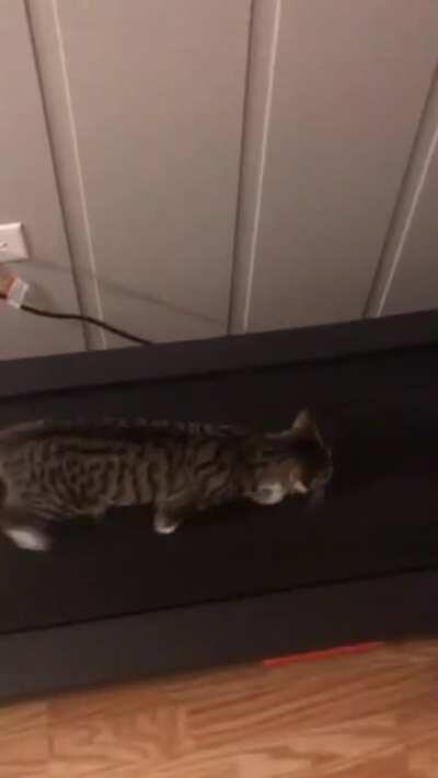 My cat likes the treadmill.