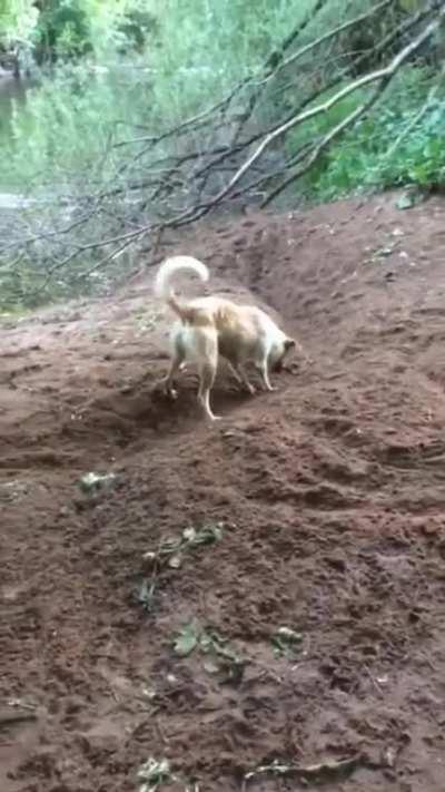 This doggo has invented a new game