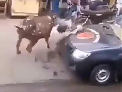 D or V if you get Zinedine Zidane'd by a bull