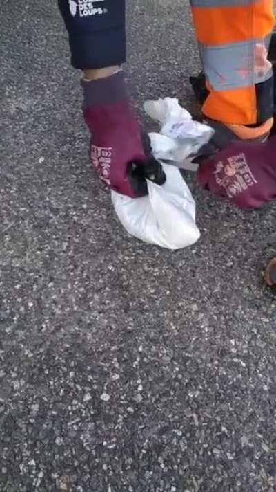 Man saves kitten from trash.