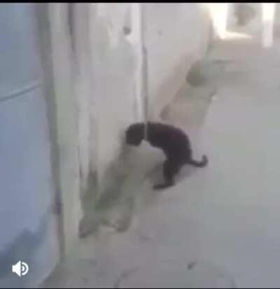 Thanks i hate masterbaiting dog