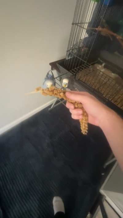 Any ideas on how to train them to step up ? (Male and female)