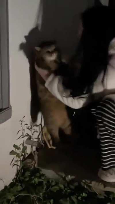 cat be like help me please