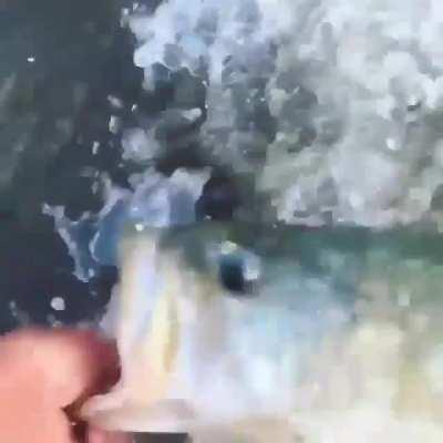 Catching a bass with your hand and your hand only