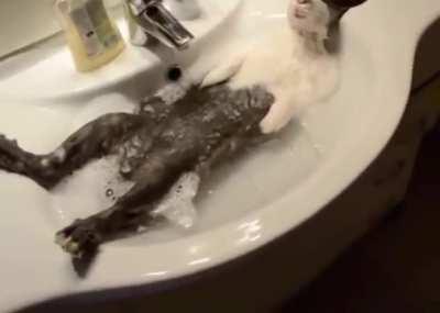 different kinda arabfunny