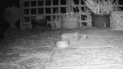 Hedgehog having a big stretch.