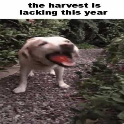 the harvest