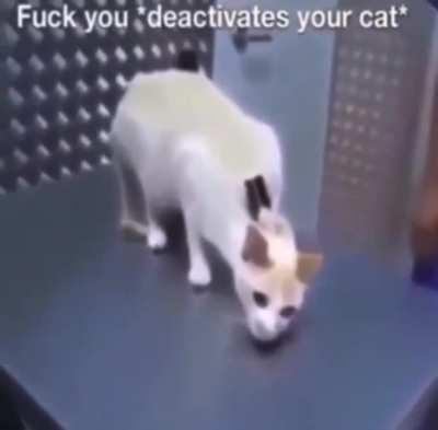 nooooo wunkus got deactivated ;(