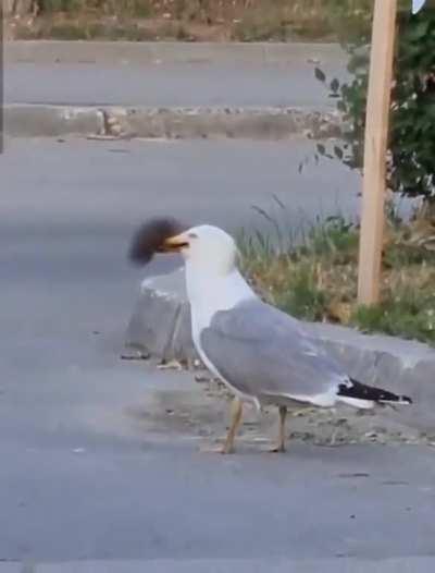 High protein AND fiber diet.