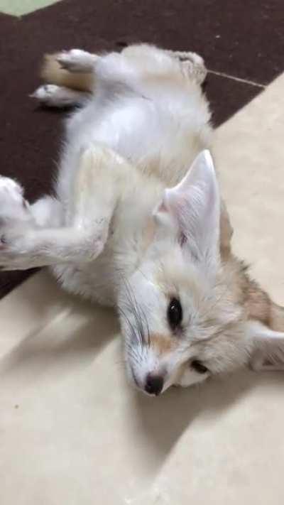 Are fens welcome here?