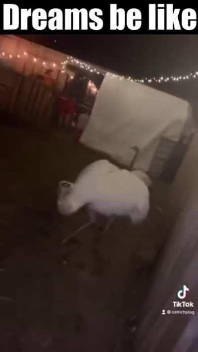 The Urban Rescue Ranch rule