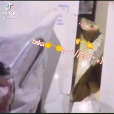 Pa upvote hahah wlang rick roll to promise